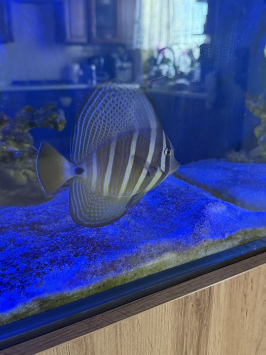 Sprzedam rybke ma okolo 20 cm