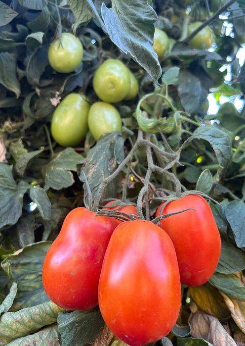 Pomidor Lima/Malinowy/Okragly naturalny 6kg