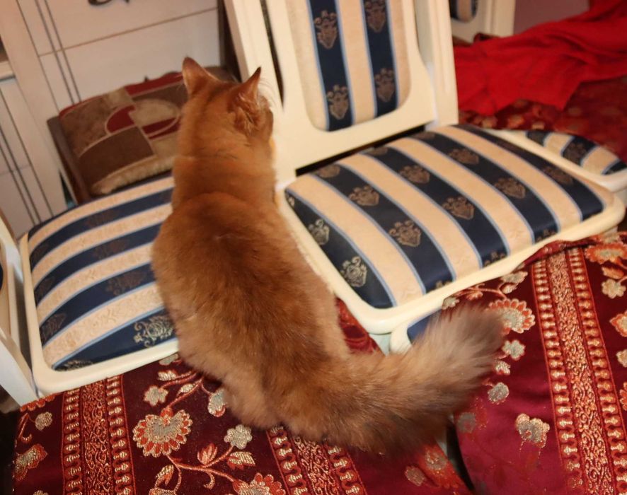 Кошечка породы Абиссинская длиношерстная - сомалийская