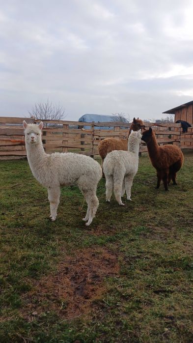 Сільськогосподарські копитні тварини