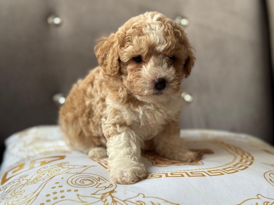 Bichpoo piękny piesek