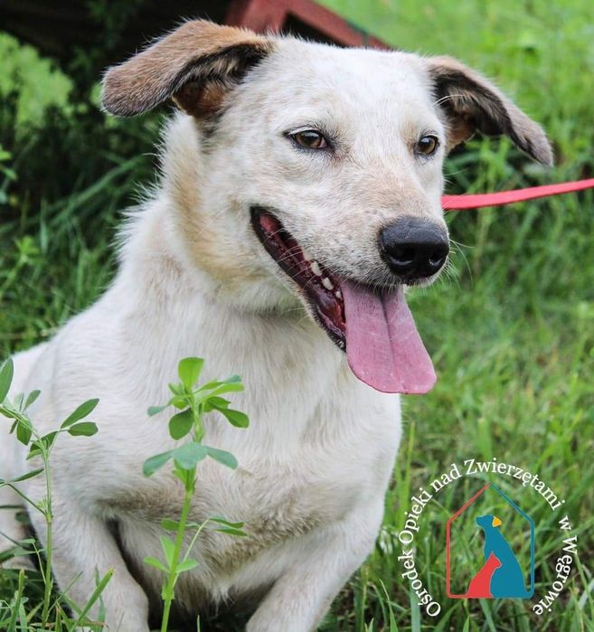 Brutek - psiak do pokochania