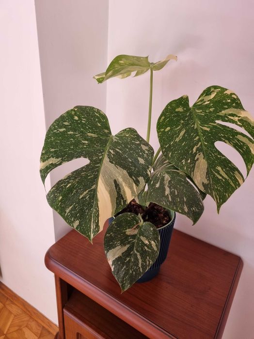 Monstera Variegata 58 cm