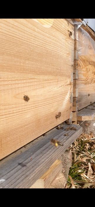 Ранні Бджолопакети, пчелопакеты