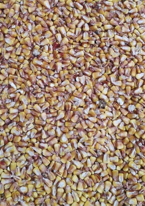 Продам кукурудзу.