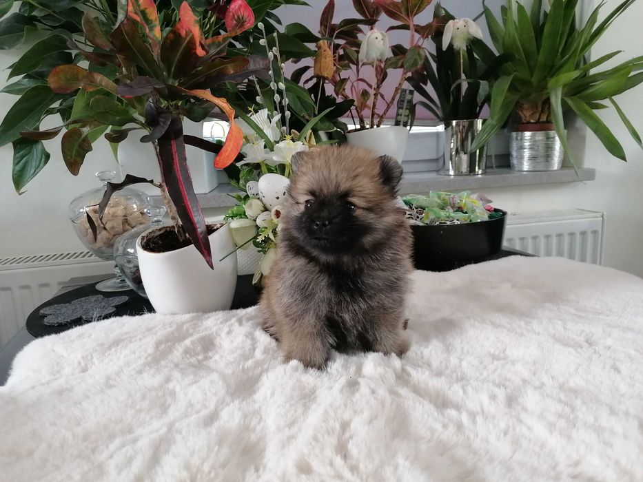 Szpic Miniaturowy z RODOWODEM VIP