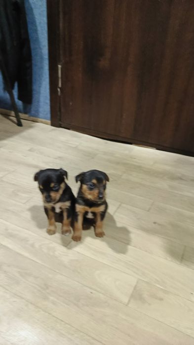 Віддам цуценят міні пінчера.