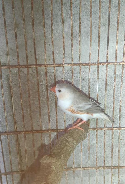 Casal Mandarins de 2024 /2025