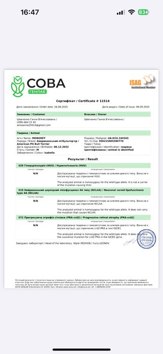 Вязка.Кривой рог.Питбуль.Есть ген.тесты.