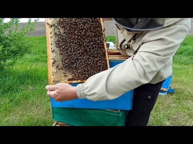 Продам БДЖОЛОПАКЕТИ