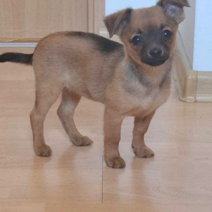 Szczenię chihuahua Oddam w dobre ręce