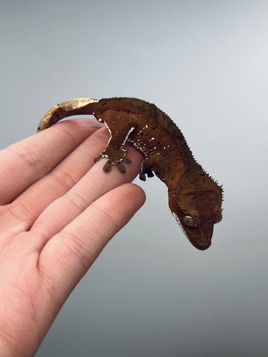 Gekon orzęsiony porthole samiec