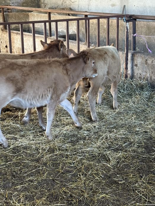 Vitelas cruzadas de limousine com 4 meses