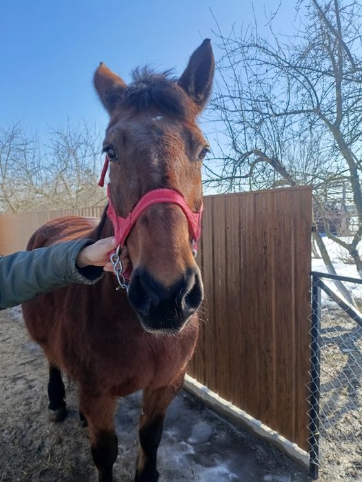 Продам кобилу 9 років