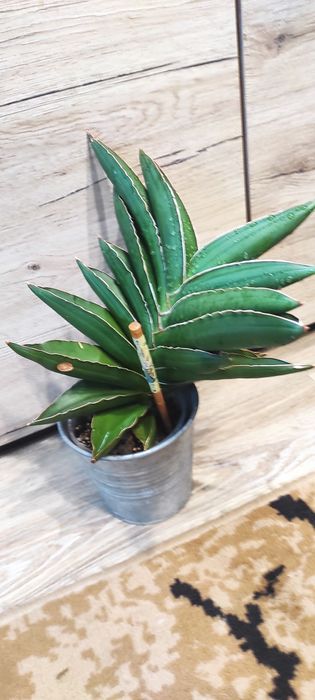 Sanseveria samurai XXL