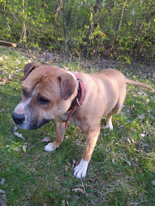 Кабєль для в'язки! Пітбуль