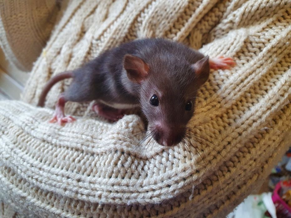 Szczurki Dumbo młode samice 5 tygodni oswojone