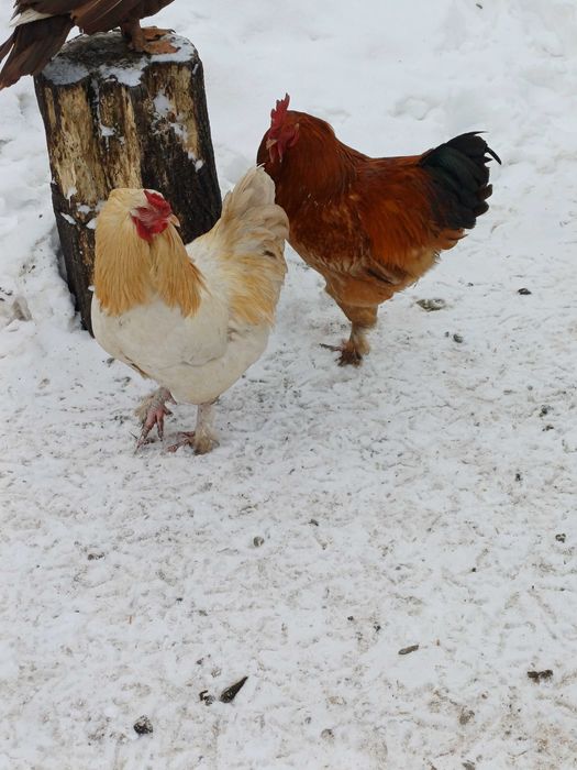 Sprzedam koguty rasowe