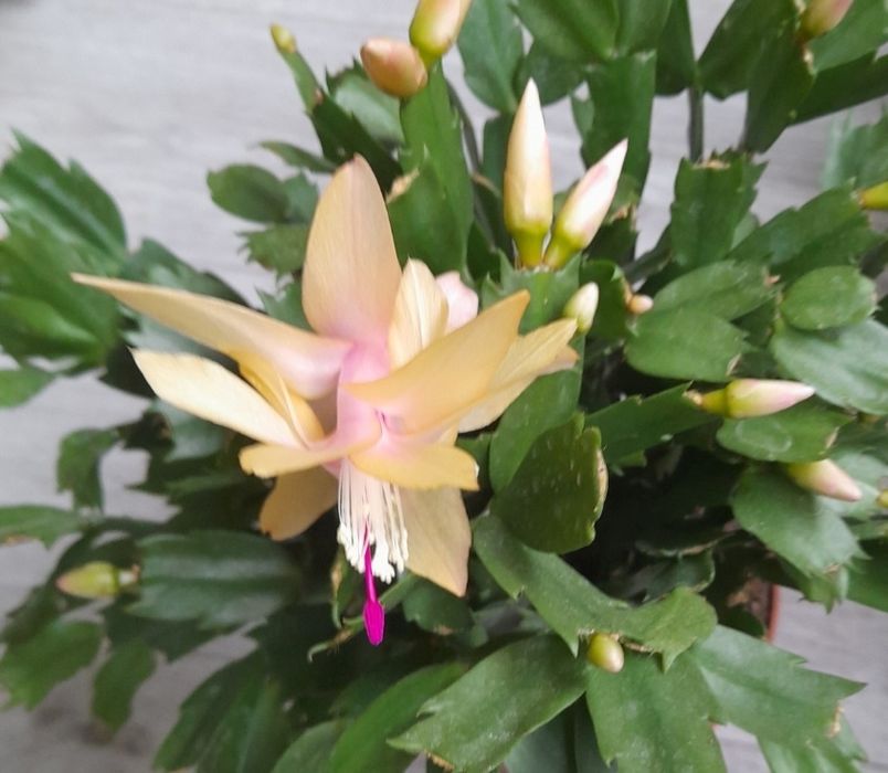 Шлюмбергера,  декабрист