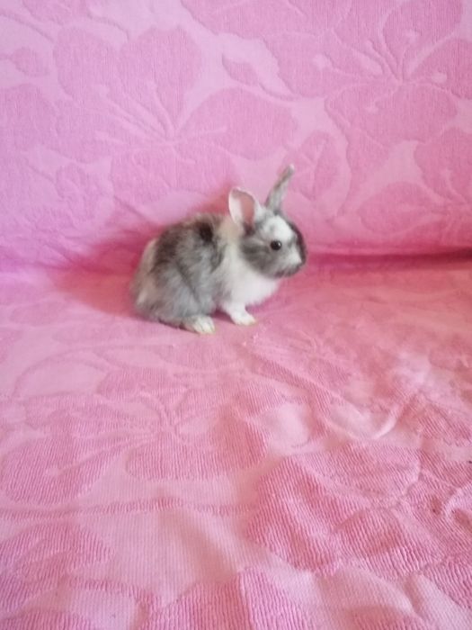 Króliczek miniaturka karzełek