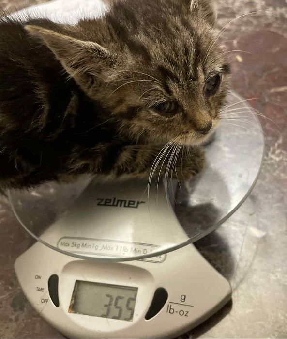 Dwa maluszki szukają domu