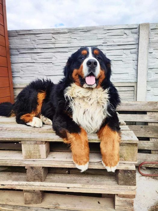 Silny Berneński Pies Pasterski !