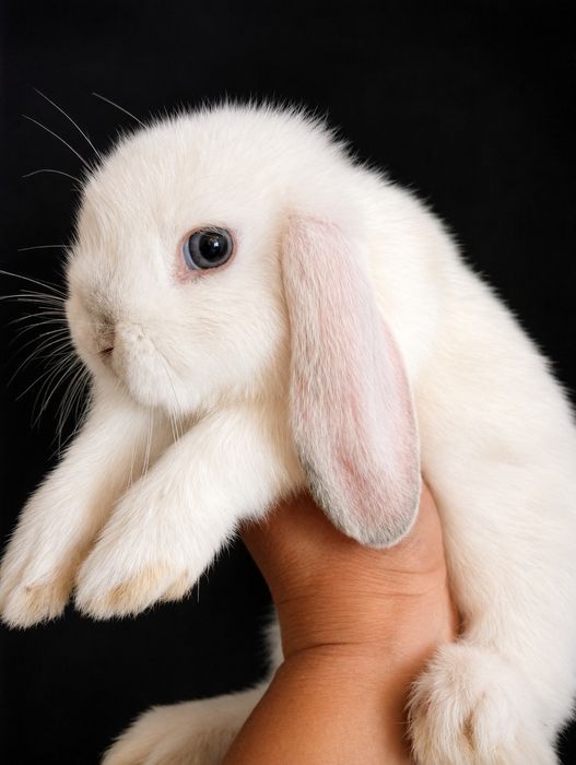 Mini Lop  !   króliczek karzełek miniaturka LEGALNA HODOW