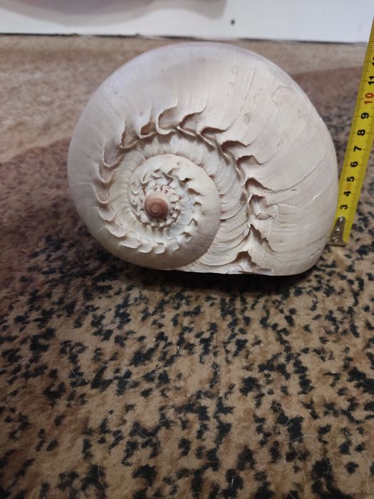 Океаническая ракушка большая