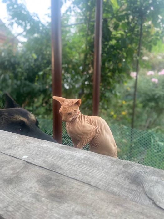 Канадский сфинкс , Вязка