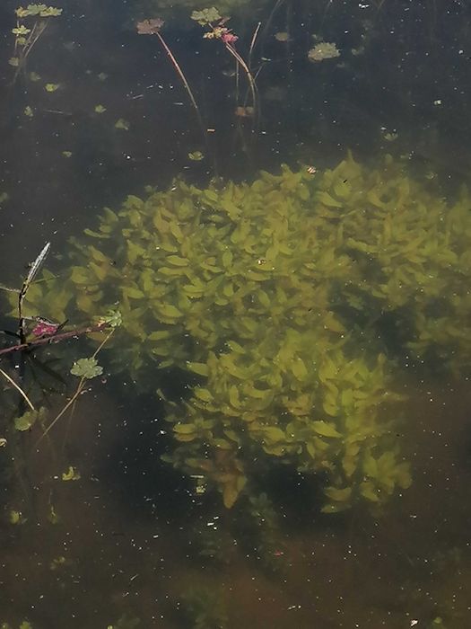 Roslinki wodne manna mielec sit niezapominajka blotna