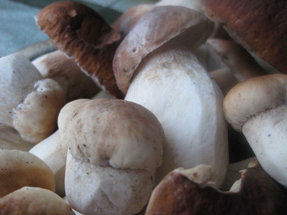 Borowik suszony całe główki prawdziwki suszone B. ładne!