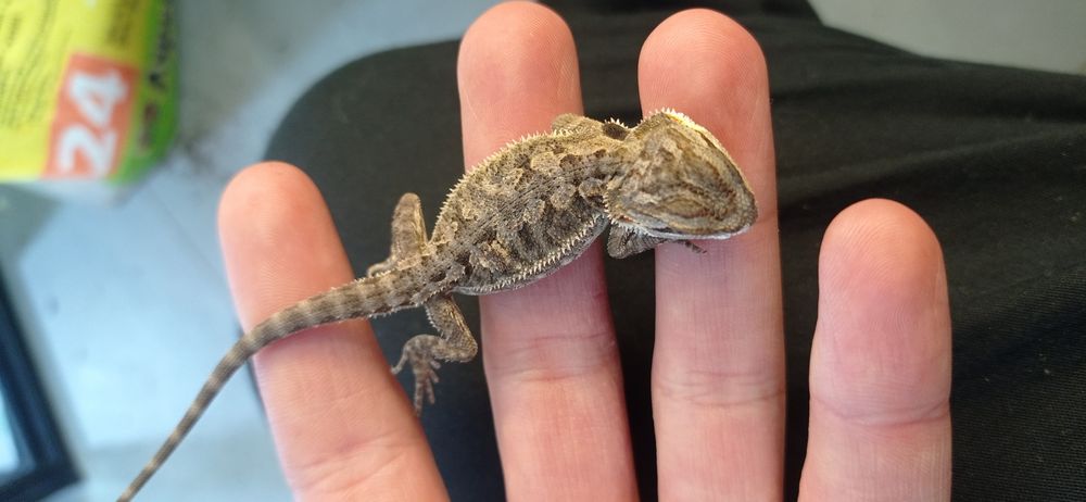 Agama brodata Pawik.pl Karolina Park Piętro 1