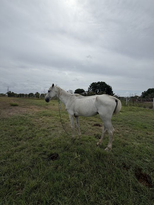 Cavalo magnifico