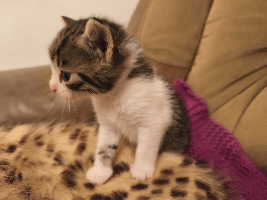 Новорічні кошенята