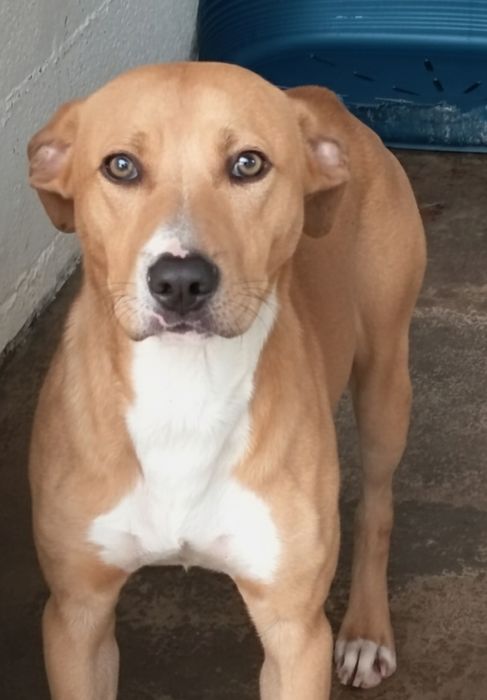 Miúdo giro para adoção responsável