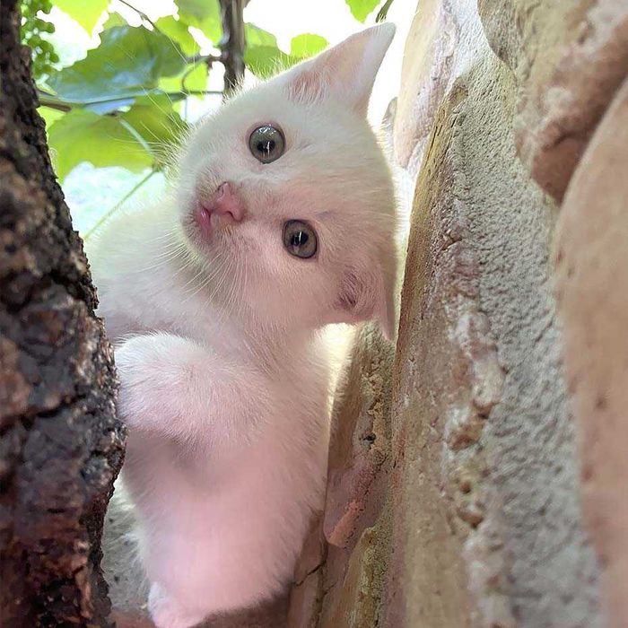 КОТИК - хлопчик в добрі руки.