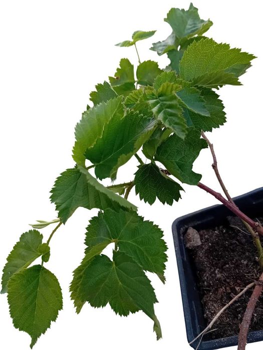 Framboesa preta planta