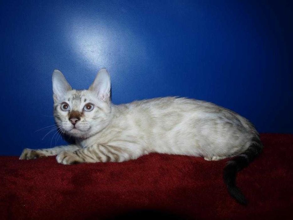 Распродажа. Девочка голубоглазая. Документы.