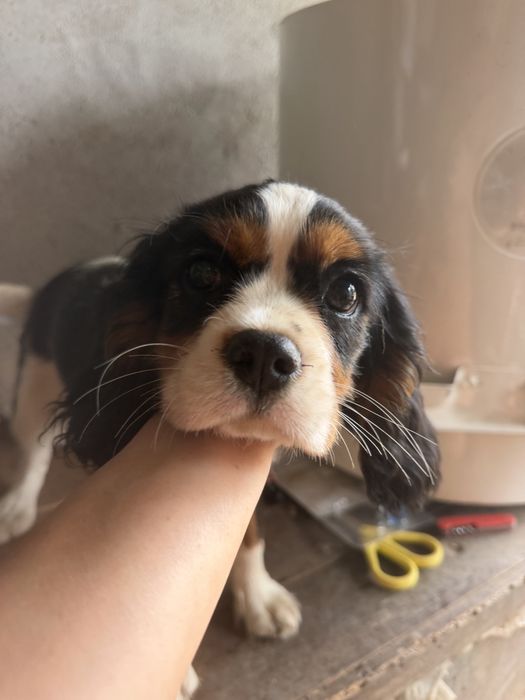 Cavalier King Charles Spaniel