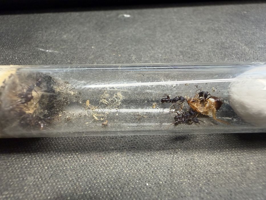 Rhytidoponera aspera mrowki metaliczne!