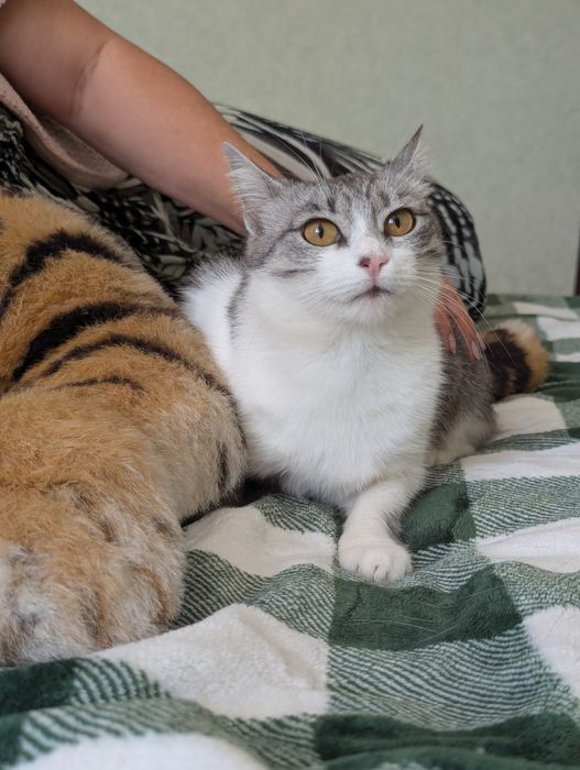 Киця Сурі шукаю дім