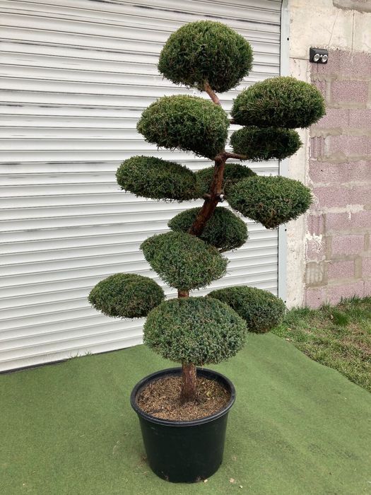 Bonsai z Jałowca pośredniego "Mint Julep" - 180 cm WSPANIAŁY
