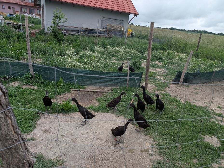 Kaczki i kaczor biegus