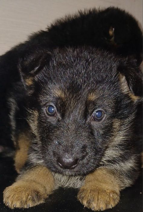 Цуценята немецької вівчарки