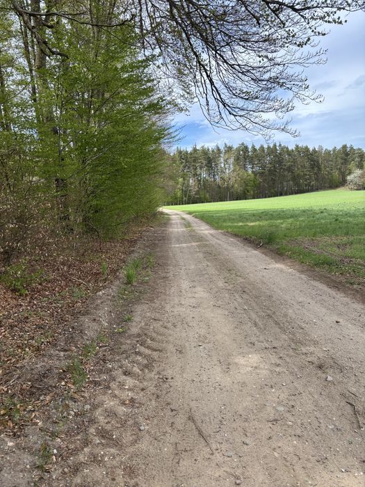 Działka leśna Kościerzyna