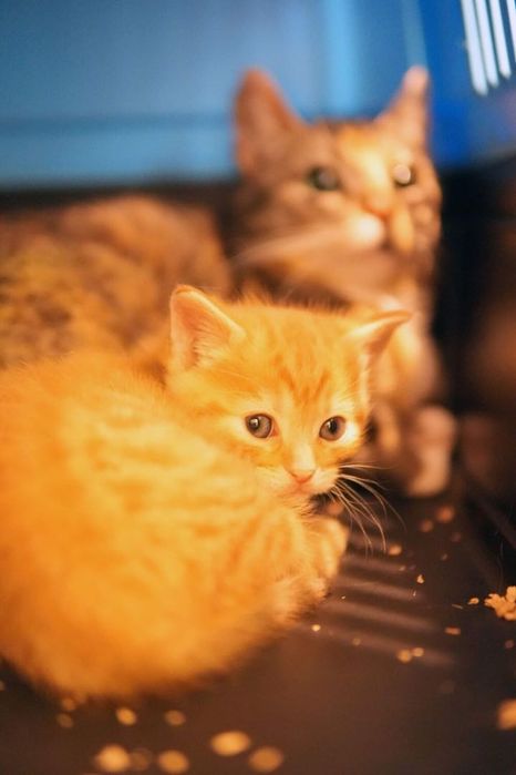 Ziemniak na nóżkach (Mucha) i rudy odkurzacz (Karmela)