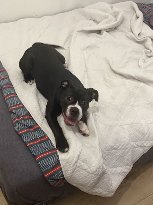 Buldog kontynentalny