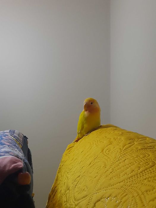 Love bird Agapornis roseicollis e gaiola