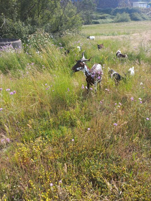 Cabras algarvias para venda
