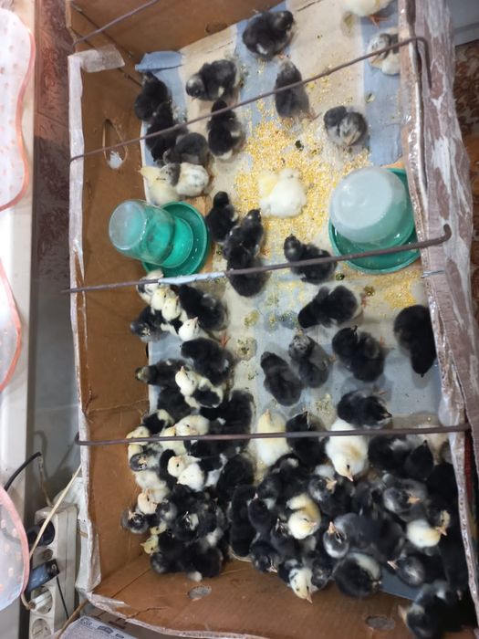 Інкубаційне яйце мідного марана